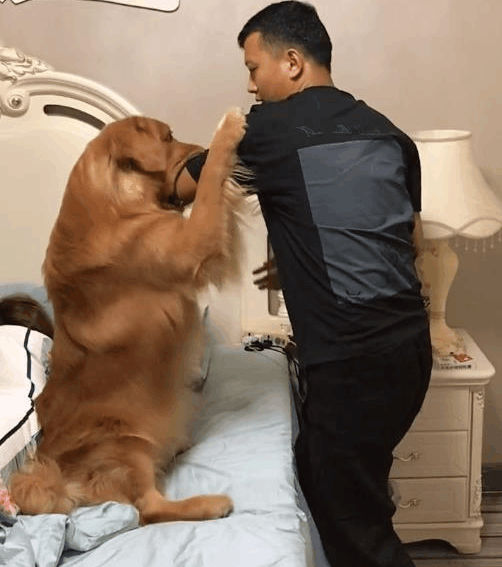 女主人怀孕后金毛天天形影不离 男主人欲靠近反被警告驱离_的任务