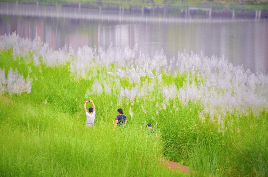 大图：四川广元嘉陵江边绿意盎然，芦苇荡美如画，想去看看吗？