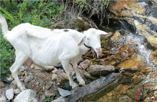 进行|马上过年了，教你电饭锅早餐面包做法，年货送礼有着落了