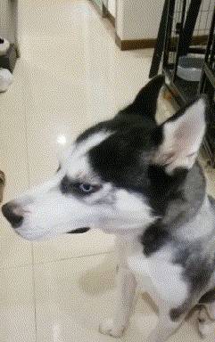 饮食|狗狗“恨你”的7大表现，你家狗子有吗？