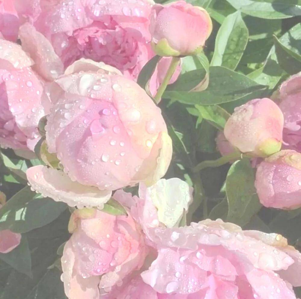 什么|没有一件碎花裙，总觉得夏天少了什么