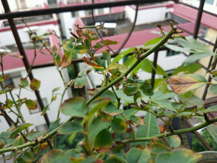 月季修剪时没叶子能活吗 f14e50fffc004caf9f0499649c399157.jpeg