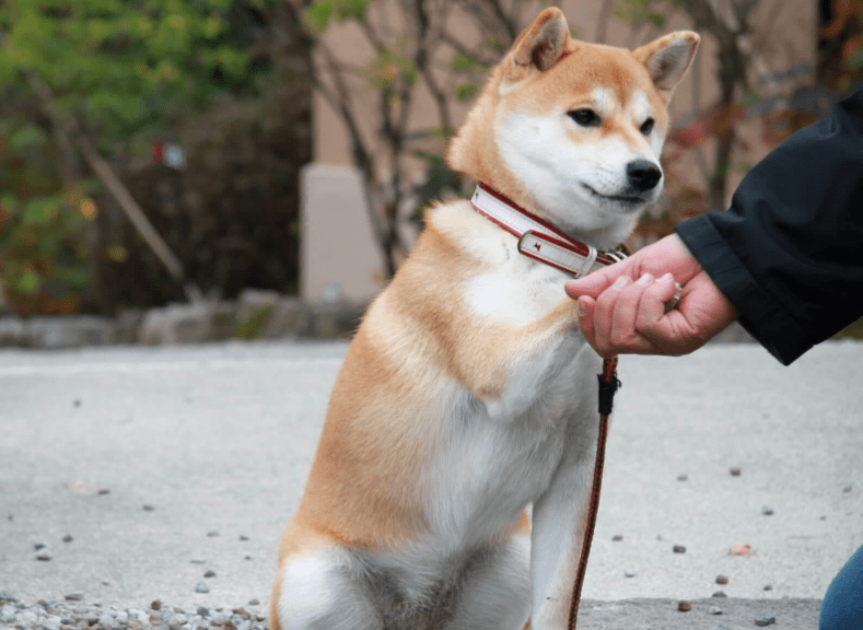 原创训练篇柴犬一生最佳的训练时间请你好好把握