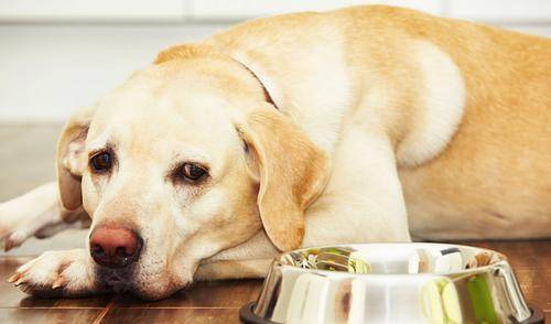 运动量|狗狗食欲不好怎么办?做好这几点,就能让你家狗有旺盛的食欲