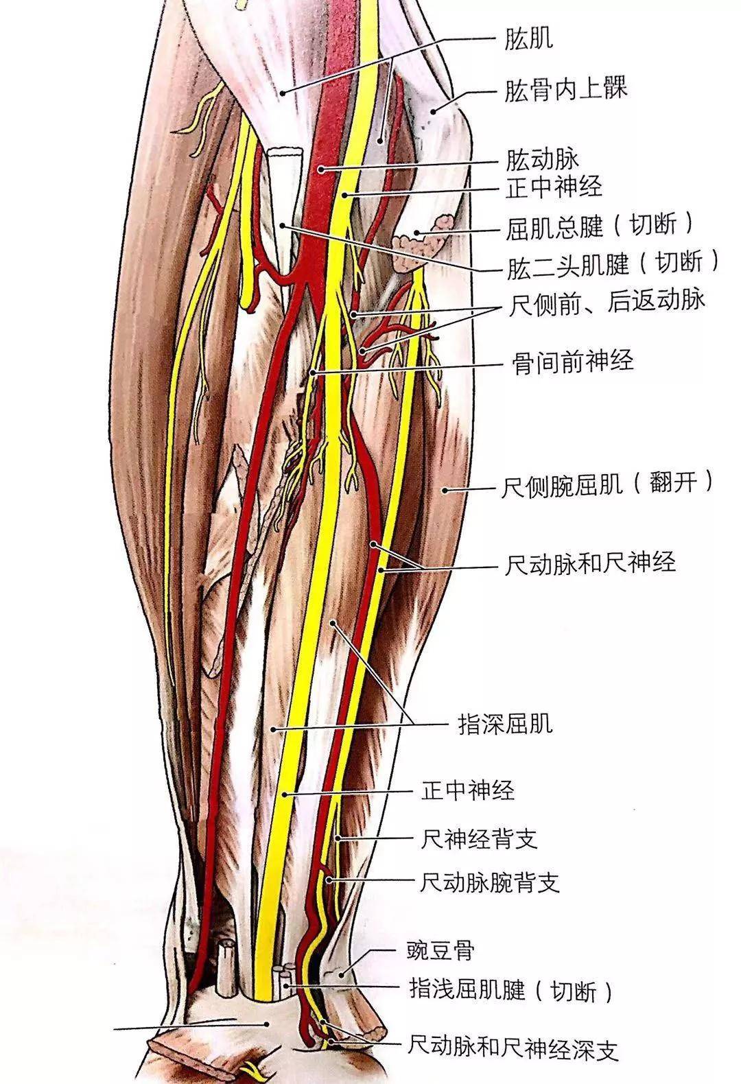 起自臂丛内侧束,在肱二头肌内侧沟内,肱动脉内侧下至臂中份,继而穿