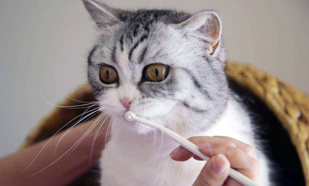 猫咪怎么才会用猫砂 27e27466c7de4615a1c58d9a7eb52fcb.jpeg