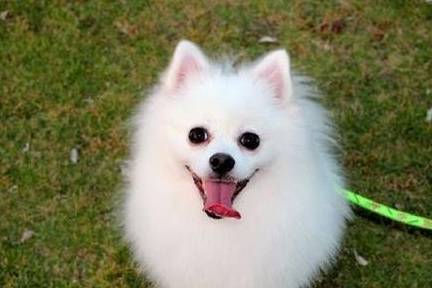 博美排名_博美智商排名(2)