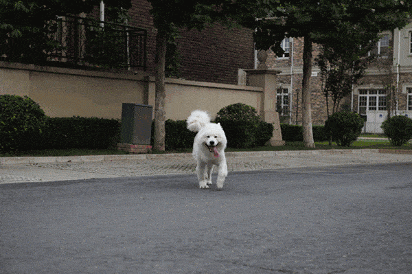 最让人|养狗最让人有“幸福感”的6个瞬间，你占了几个！