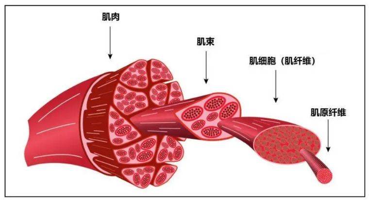 正是因為它主動收縮,牽拉所支配的骨骼,才使我們的肘關節得以彎曲