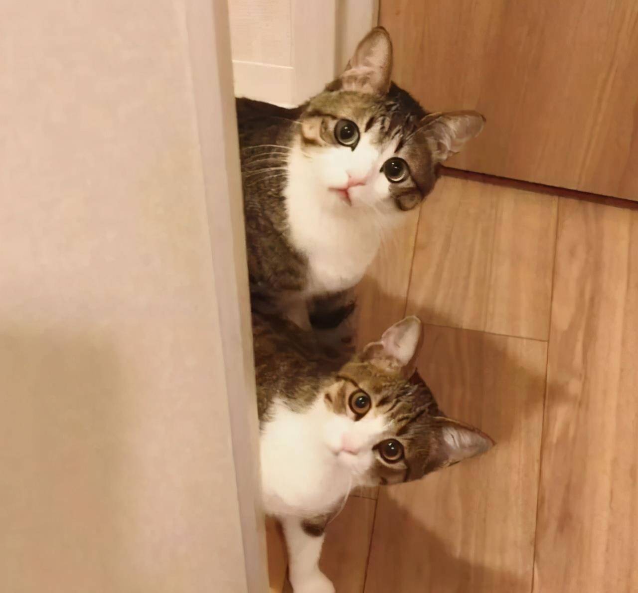 猫咪|骗你养猫系列,养2只猫,就是比养1只猫好