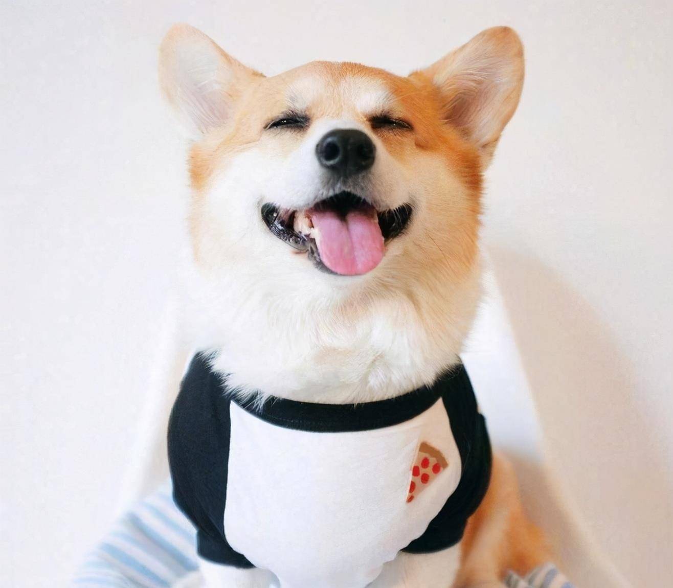 精力|养柯基犬的痛，只有养过的宠主才懂