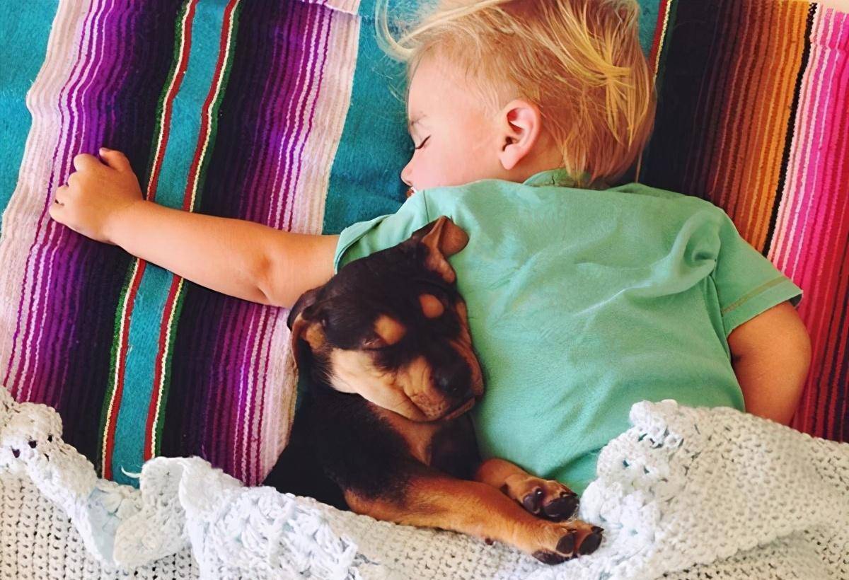 食欲|狗狗最喜欢这7件事,铲屎官多做,它会越来越爱你的