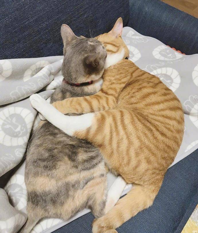 猫咪|骗你养猫系列,养2只猫,就是比养1只猫好