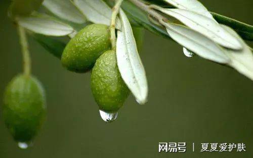 吸水性|补水保湿怕选错，盲选圣秋波