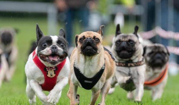 微量元素|想拥有一只“长寿汪”，你要做好这几点！