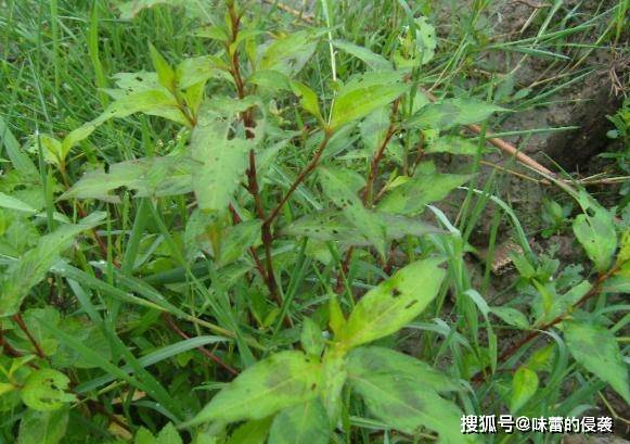 辣蓼草怎么吃 e297d4e18b4d4b629356144c103aa538.jpeg