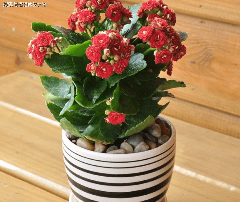 怎么养花才能活 f1a3491026c941c7ba492de0f9bec79a.png