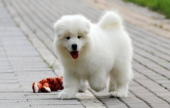 方法|幼犬的性格,活跃或胆小一测就知,你家狗适合你吗?