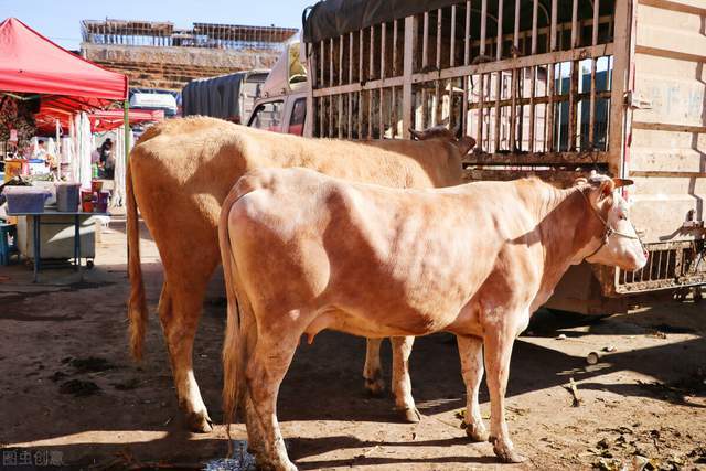 新纪录!通辽全市牛存栏首次突破330万头,牛业贷款余额超140亿元