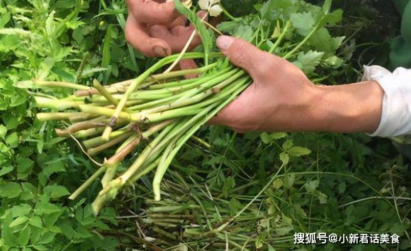 一种空心野菜虽有臭味价值高3月宁少吃一顿肉也不可错过它