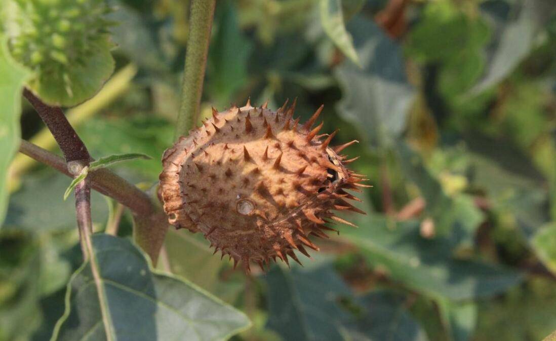 90后的人可能见到过很多,但是00后基本上是没见过,蓖麻属于双子叶植物