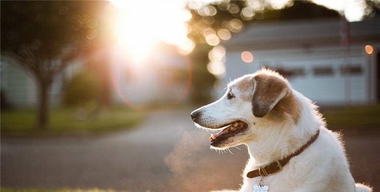 时间选择|如果你还不会给狗狗拍照, 来看看这6点吧!