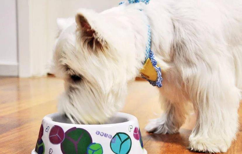 体重|养狗小知识:狗狗每天要喝多少水?