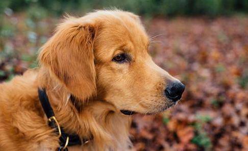 体重|养狗小知识:狗狗每天要喝多少水?