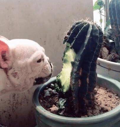 什么|主人上班忘记给宠物喂早餐 狗狗竟然吃了这个 回家开门惊呆了