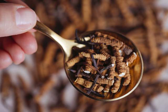 地虫草的功效与作用食用方法 9f77e28c7f334ef7bf08799eb3152a29.jpeg