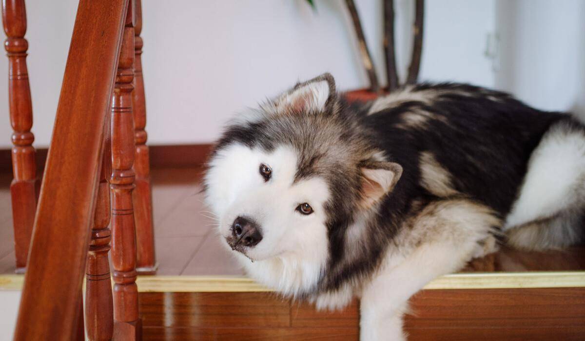 超大型犬品种大全带图 搜狗图片搜索