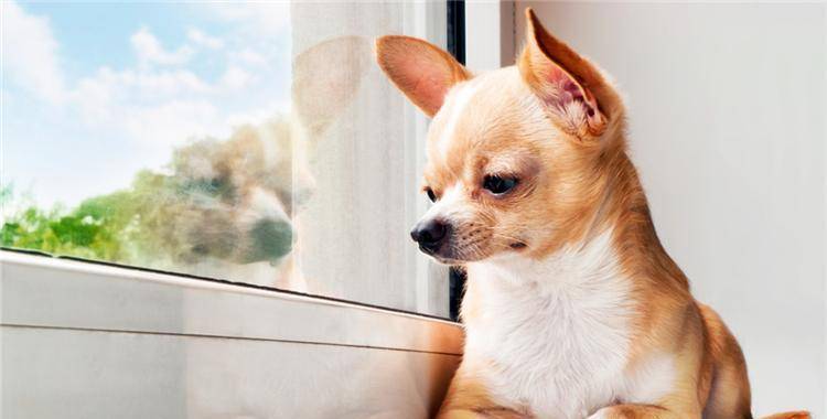 时间选择|如果你还不会给狗狗拍照, 来看看这6点吧!