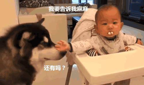 演技|狗狗抢小主人零食, 考验演技的时候到了, 我要告诉我妈妈