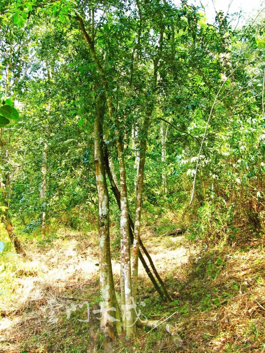 干货分享详细解析易武刮风寨中小微产区之茶王树