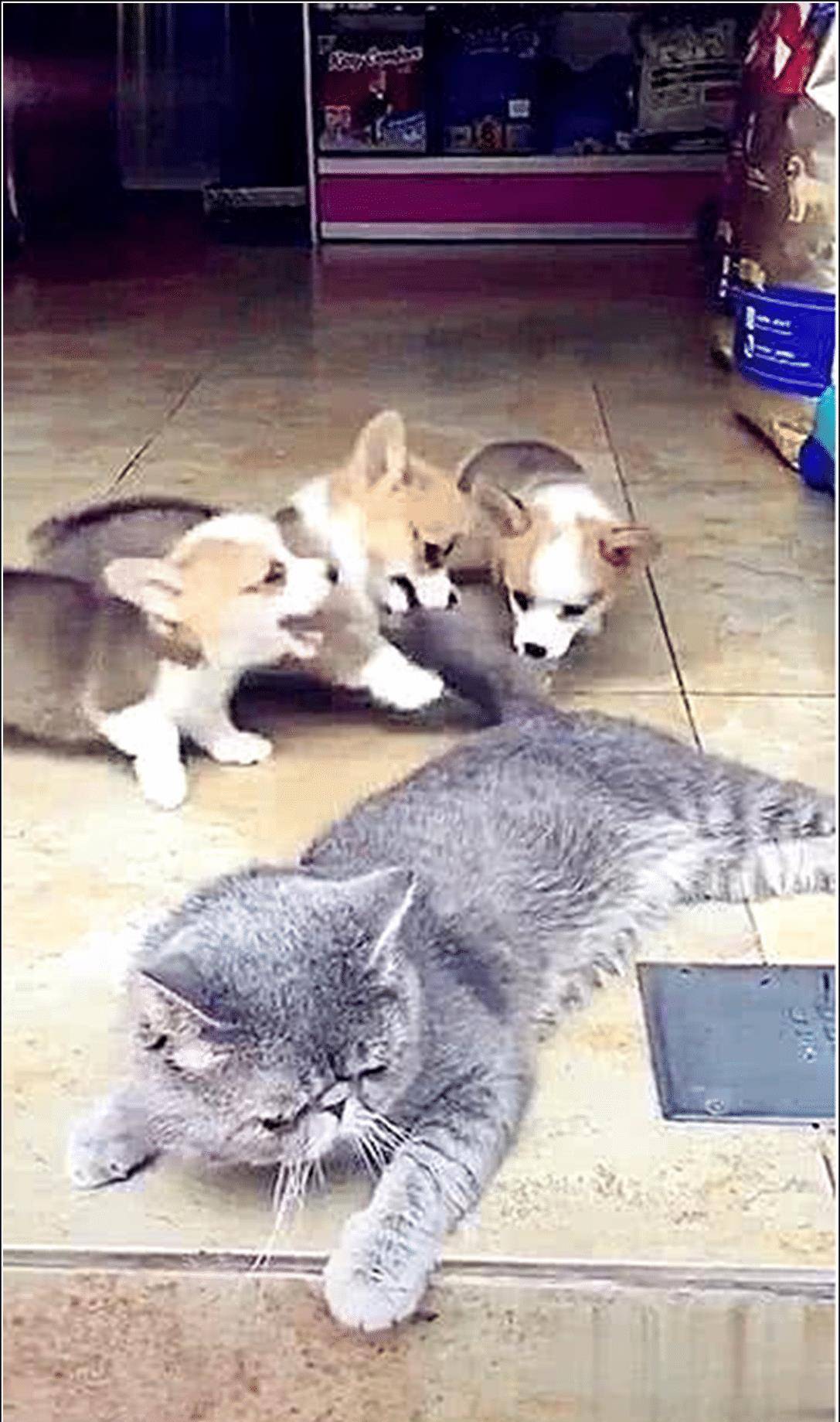 什么|蓝猫正在睡午觉，刚眯眼就感觉有点不对劲，睁眼看清后直接傻眼了