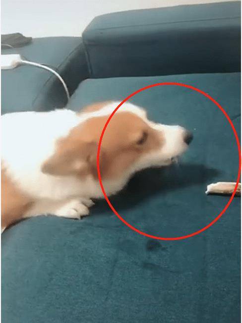 事情|主人：说出来你可能不信，我被一只狗子玩了！狗：铲屎的，听话