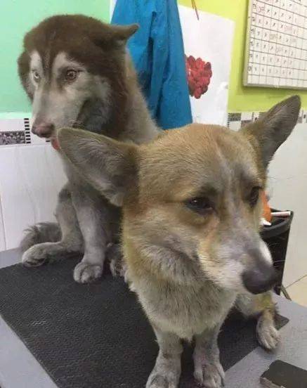 纯种|柯基被二哈拐去玩，画风严重带偏，纯种二哈错不了！