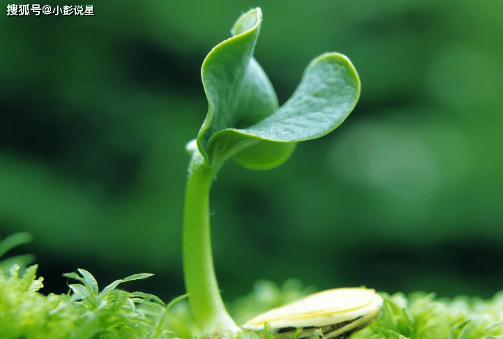 八月上旬什么时候 a2d5fd63b3a741cbb8633da08840aa14.png