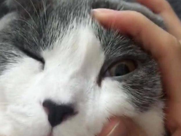 猫咪和主人玩闹 cc015c96017f44688057762664e210f4.jpeg
