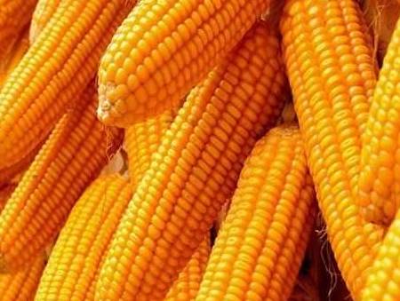 人体|正在减肥的你,早餐做到“5吃3不吃”,吃着吃着就瘦了!