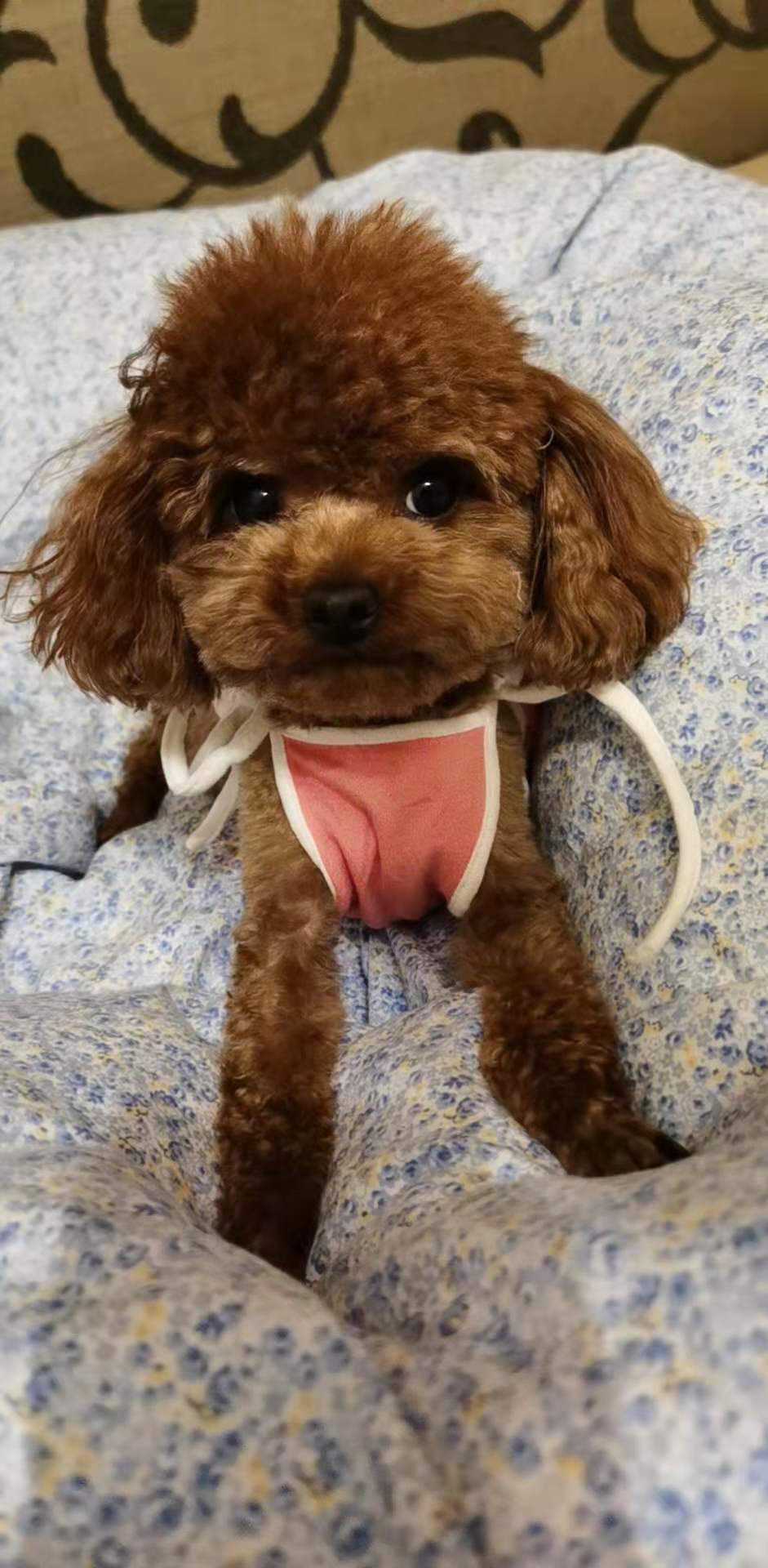 呼和浩特市锡林南路与原交校路口丢失一只中咖啡色母泰迪