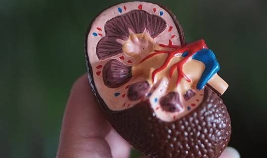 肾盂|隐匿性肾小球肾炎属于急性还是慢性？都不是！