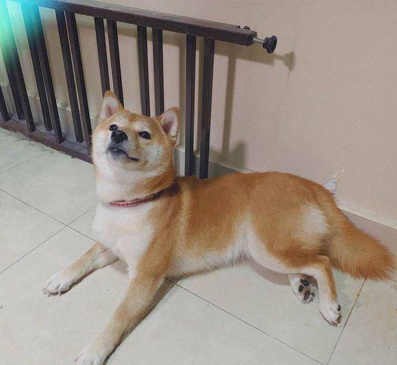 什么|网友给柴犬梳了一遍毛，它“暴瘦”了一圈，狗：这就瘦了？