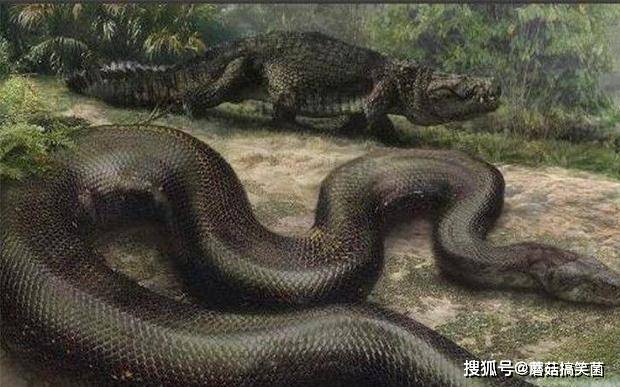 梦境解析，为何梦中蟒蛇要我成为它的孩子？