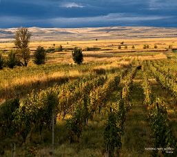小伙|中格文化:外贸小伙变身记