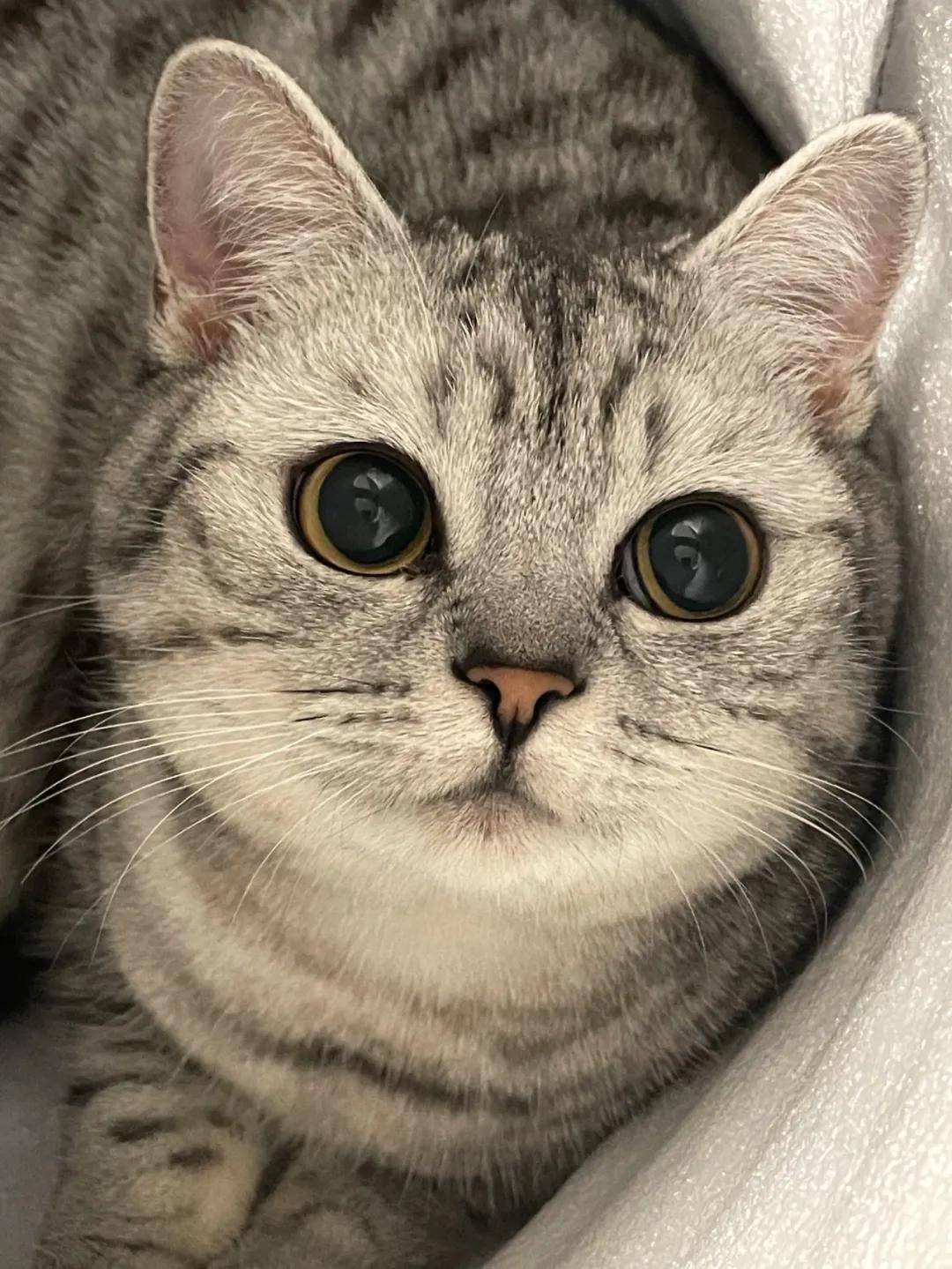 因为|吸完几百只猫猫狗狗,我们从中选出了30只最可爱的给你