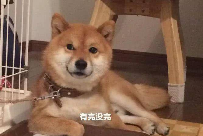 魔性|男子沉迷训狗，柴犬的表情却渐渐魔性，你是表情包成精吗