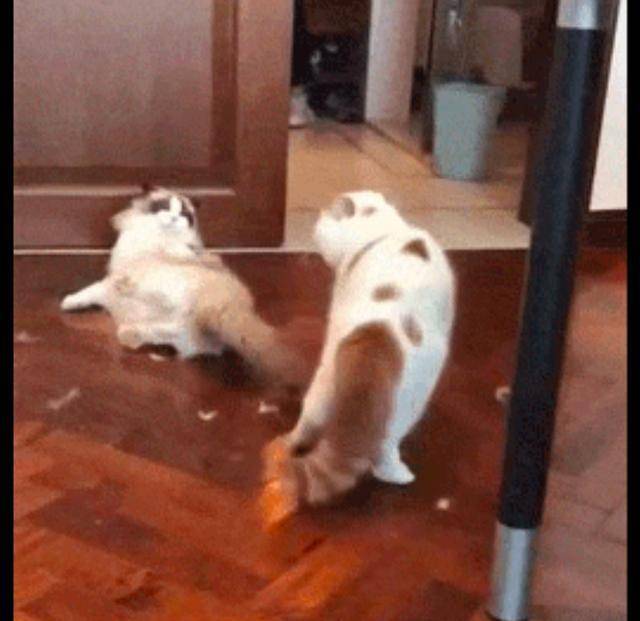 那就很|布偶猫打了加菲猫一爪，马上就被教训了，躺在地上的怂样太好笑！