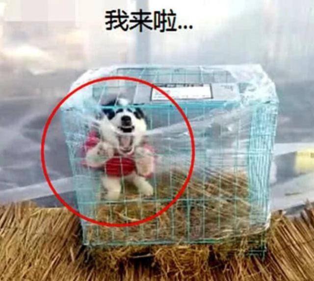 女孩網購二哈，快遞小哥一臉為難：這狗你真的要養？ 萌趣萌寵 第3张