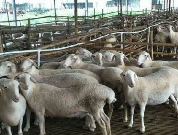 治疗|羊支原体肺炎怎么治疗 羊支原体肺炎的治疗方法